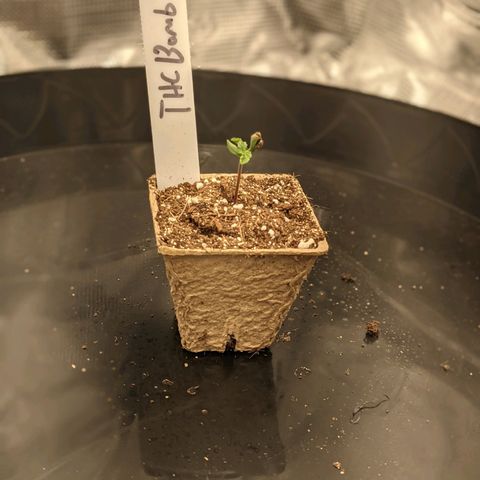 THC Bomb growlog timeline photo