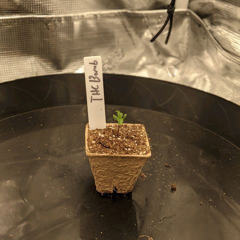 THC Bomb growlog timeline photo