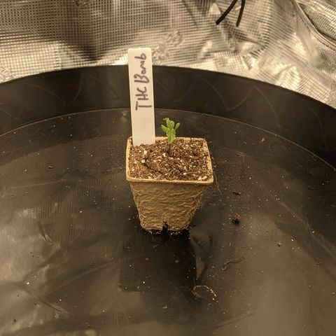 THC Bomb growlog timeline photo