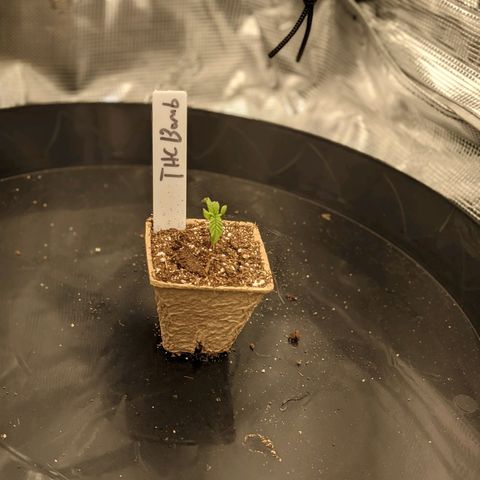 THC Bomb growlog timeline photo