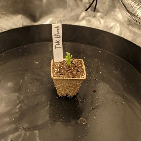 THC Bomb growlog timeline photo