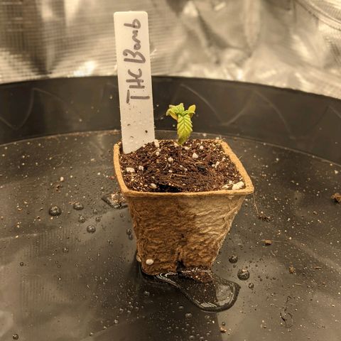 THC Bomb growlog timeline photo