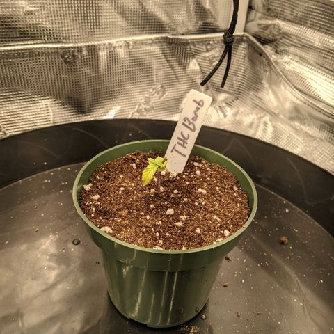THC Bomb growlog timeline photo