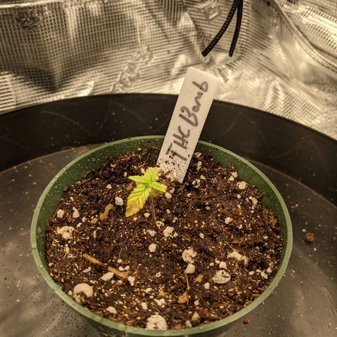 THC Bomb growlog timeline photo