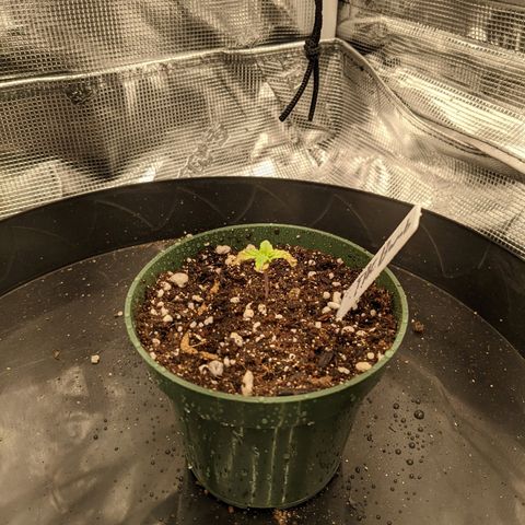 THC Bomb growlog timeline photo