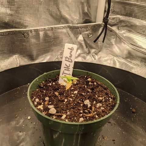 THC Bomb growlog timeline photo