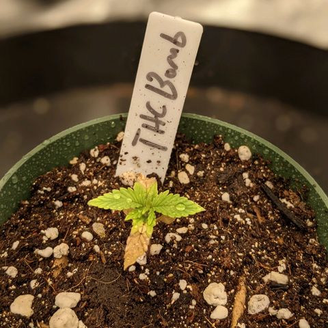 THC Bomb growlog timeline photo