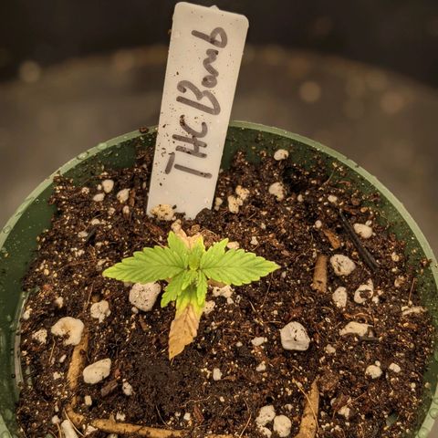 THC Bomb growlog timeline photo