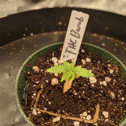 THC Bomb growlog timeline photo