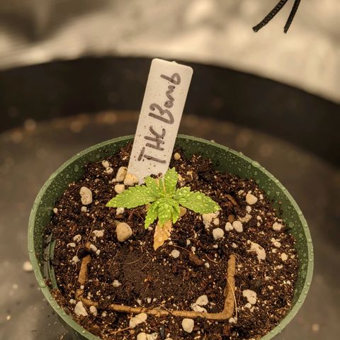 THC Bomb growlog timeline photo