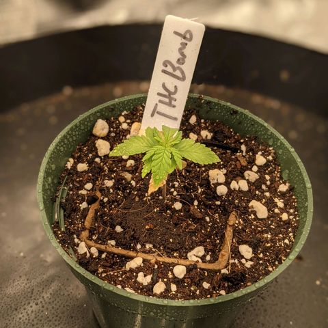 THC Bomb growlog timeline photo