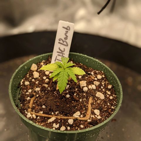 THC Bomb growlog timeline photo