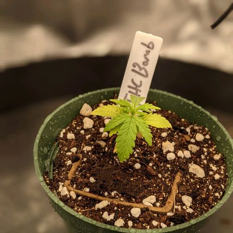 THC Bomb growlog timeline photo