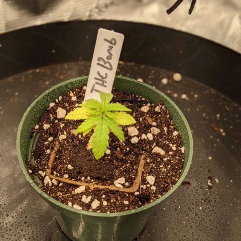 THC Bomb growlog timeline photo