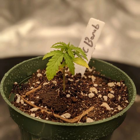 THC Bomb growlog timeline photo