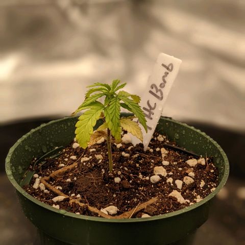 THC Bomb growlog timeline photo