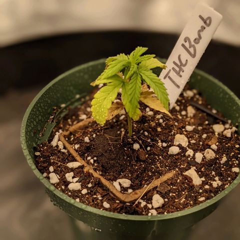 THC Bomb growlog timeline photo