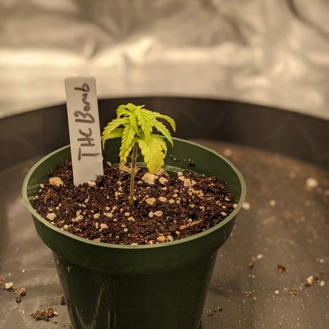 THC Bomb growlog timeline photo