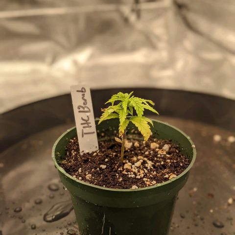 THC Bomb growlog timeline photo
