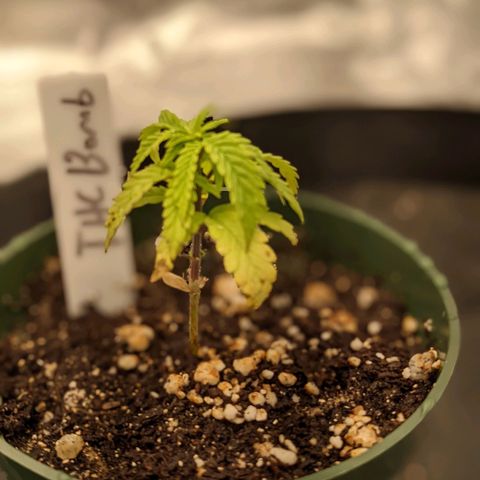 THC Bomb growlog timeline photo