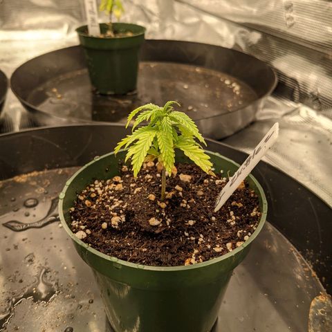 THC Bomb growlog timeline photo