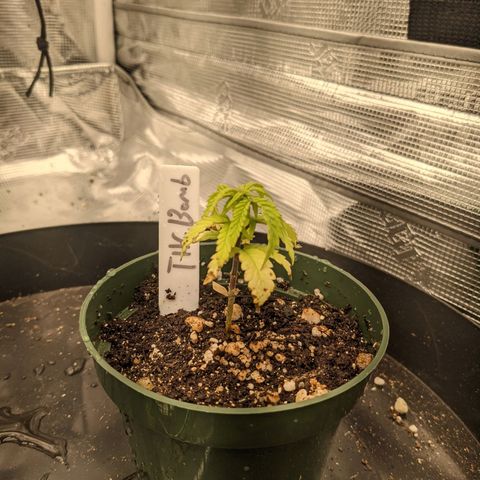 THC Bomb growlog timeline photo