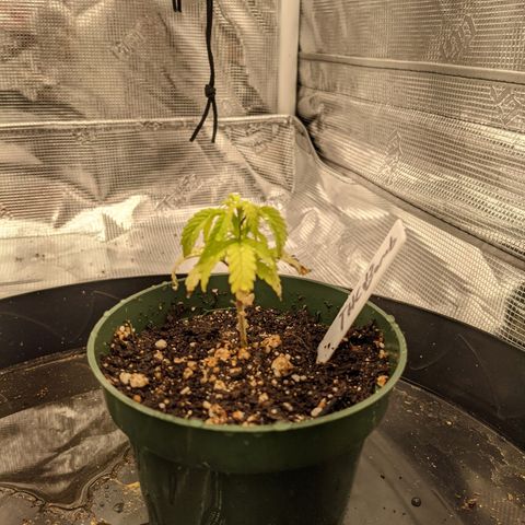 THC Bomb growlog timeline photo