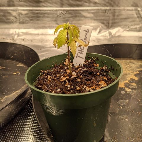 THC Bomb growlog timeline photo