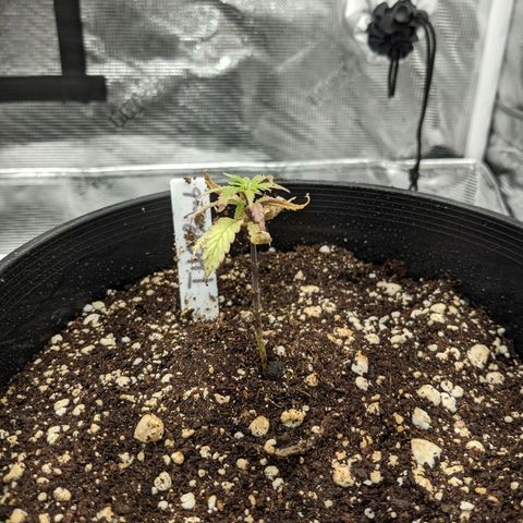 THC Bomb growlog timeline photo