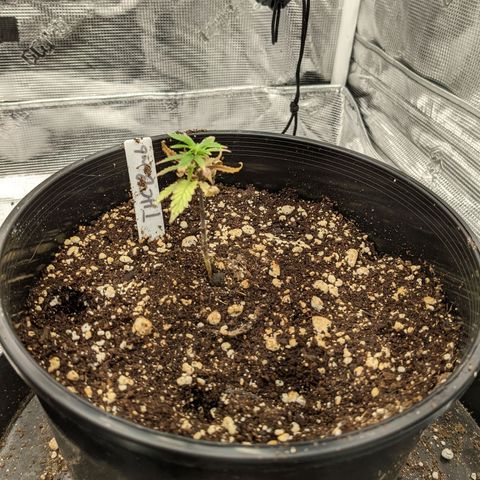 THC Bomb growlog timeline photo