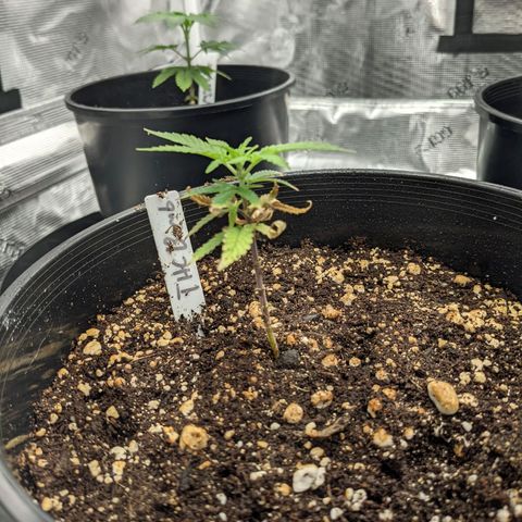 THC Bomb growlog timeline photo