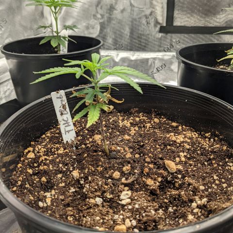 THC Bomb growlog timeline photo