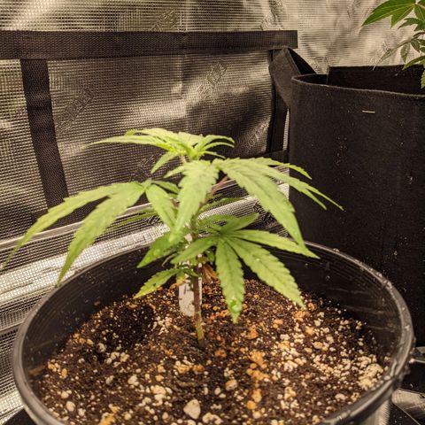 THC Bomb growlog timeline photo
