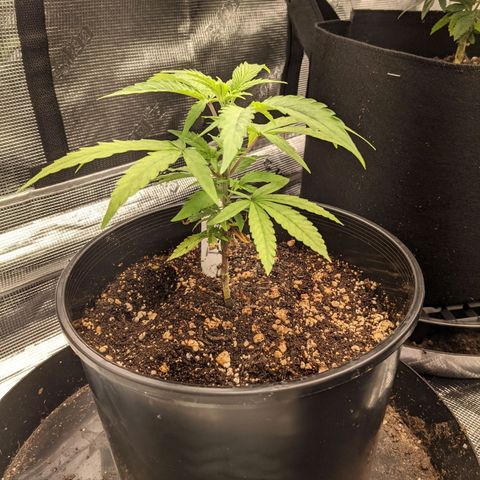 THC Bomb growlog timeline photo