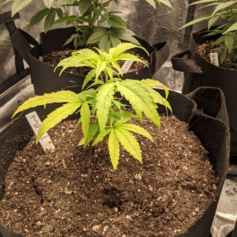 THC Bomb growlog timeline photo