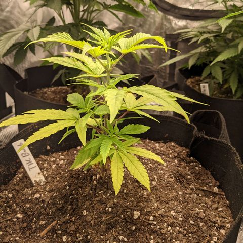 THC Bomb growlog timeline photo