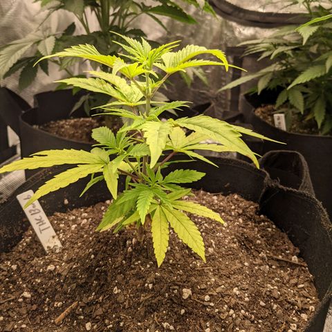 THC Bomb growlog timeline photo