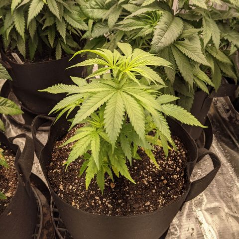 THC Bomb growlog timeline photo