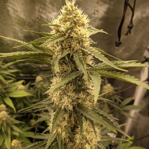 THC Bomb growlog timeline photo