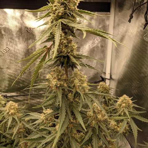 THC Bomb growlog timeline photo