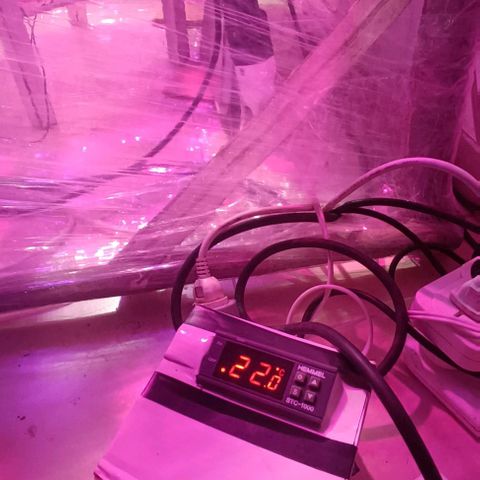 Zaza de fin de año growlog photo: Afuera -2 grados y amaneciendo 
Adentro 22 grados con pantalla térmica encendida 🥶