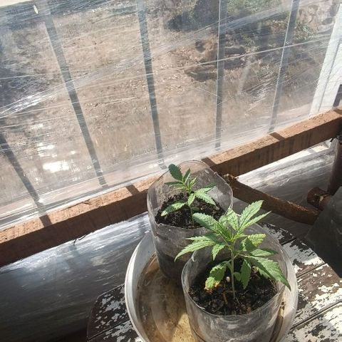 Zaza de fin de año growlog photo: 14:00 sol pleno ☀️