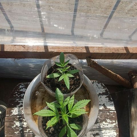 Zaza de fin de año growlog photo: 14:00 sol pleno ☀️