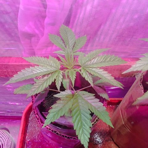 Zaza de fin de año growlog timeline photo