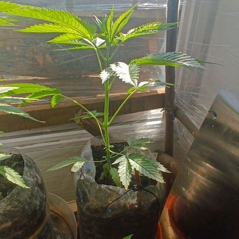 Zaza de fin de año growlog timeline photo