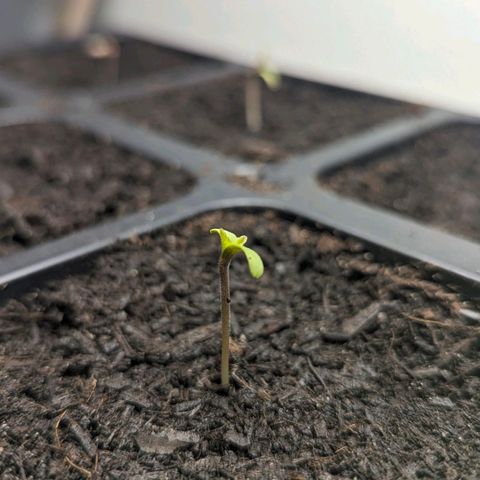 Special Queen #1 growlog timeline photo