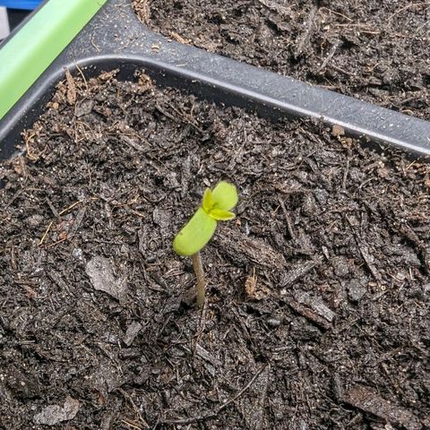 Special Queen #1 growlog timeline photo
