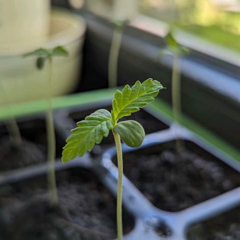 Special Queen #1 growlog timeline photo