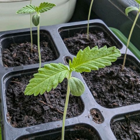 Special Queen #1 growlog timeline photo