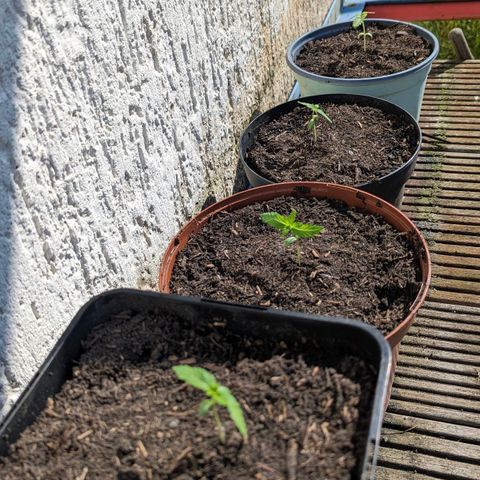 Special Queen #1 growlog photo: Umzug nach draußen 